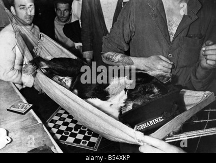 Zweiter Weltkrieg: Maskottchen. Whisky ein streunender Hund, der von der Besatzung eines u-Boot HMS-angenommen wurde, hat seine eigene Hängematte. Dieser Hund Stockfoto