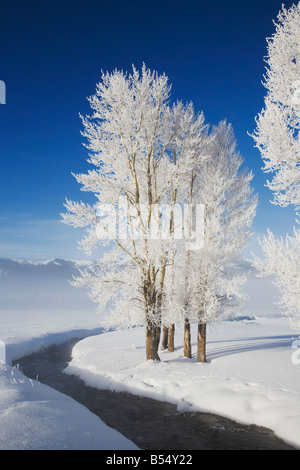 Pappel Baum Populus sp Frost bedeckt Lamar Valley Yellowstone Nationalpark Wyoming USA Stockfoto