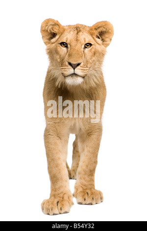 Lion Cub 9 Monate vor einem weißen Hintergrund Stockfoto