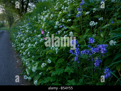 Schöne alte blumige am Straßenrand kurz davor in der Nähe von Powerstock West Dorset Masse der wilde Knoblauch Allium Ursinum Glockenblumen und Red campion Stockfoto