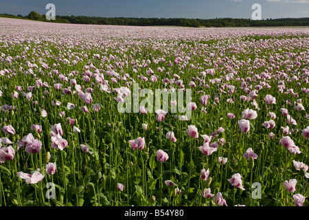 Bereich der Schlafmohn Papaver Somniferum in der Nähe von Bere Regis Dorset Stockfoto