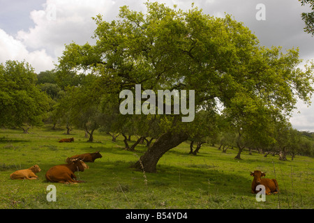 Rot-andalusischen Rinder mit Kälbern Weiden in Steineiche Dehesa in der Nähe von El Bosque Sierra de Grazalema SW-Spanien Stockfoto