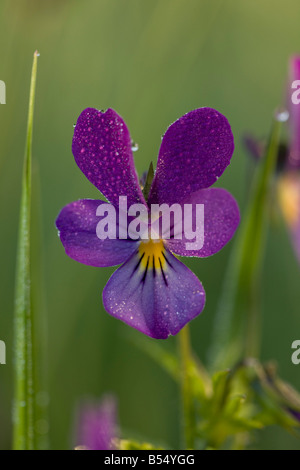 Wilde Stiefmütterchen oder Stiefmütterchen Viola Tricolor in Piatra Craiulu Mountains Nationalpark Rumänien Stockfoto