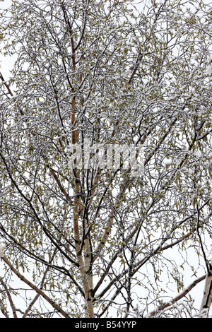 Birke Betula Pendel Zweige und Kätzchen bedeckt Schnee im frühen Frühjahr aufgenommen April Lea Valley Essex UK Stockfoto