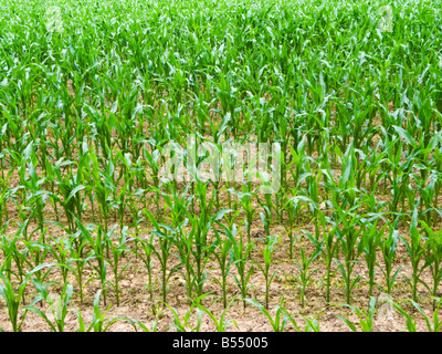 Neue Mais Jungpflanzen im Sommer wächst in einem Feld Stockfoto