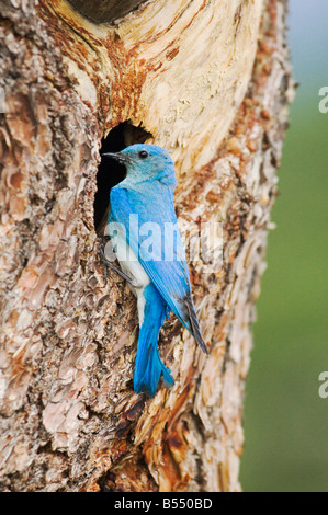 Bluebird Mountain Sialia Currucoides männlich bei Verschachtelung Hohlraum Rocky Mountain National Park Colorado USA Stockfoto