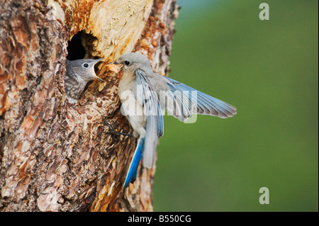 Bluebird Mountain Sialia Currucoides männlich bei Verschachtelung Hohlraum Rocky Mountain National Park Colorado USA Stockfoto