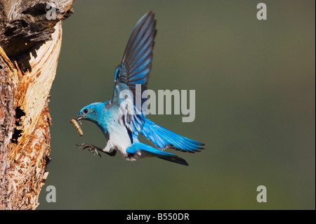 Bluebird Mountain Sialia Currucoides Mann landet auf dem nisten Hohlraum Rocky Mountain National Park Colorado USA Stockfoto