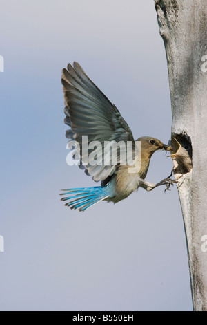 Bluebird Mountain Sialia Currucoides männlich bei Verschachtelung Hohlraum Rocky Mountain National Park Colorado USA Stockfoto