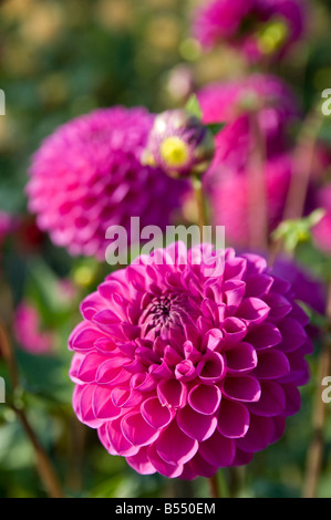 Dahlien (Dahlia Hybrida) im englischen Garten Derbyshire UK Stockfoto