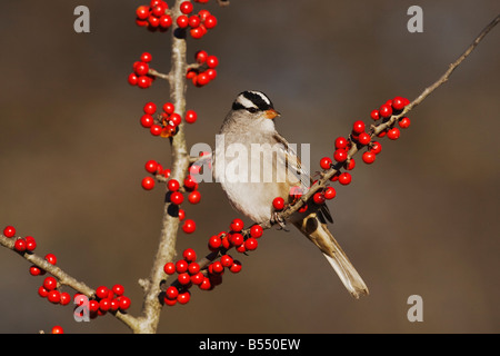 White-gekrönter Spatz, Zonotrichia Leucophrys Erwachsene gehockt Possum Haw Stechpalme Ilex Decidua Beeren Hill Country, Texas USA Stockfoto