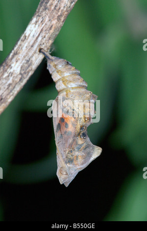 Satyr Komma Polygonia satyrus Stockfoto