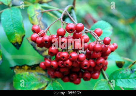 SORBUS X KEWENSIS BEI KNOLL GARDENS WIMBORNE DORSET Stockfoto