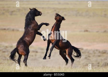 Mustang Pferd Equus Caballus Hengste kämpfen Pryor Wild Horse Bergkette Montana USA Stockfoto
