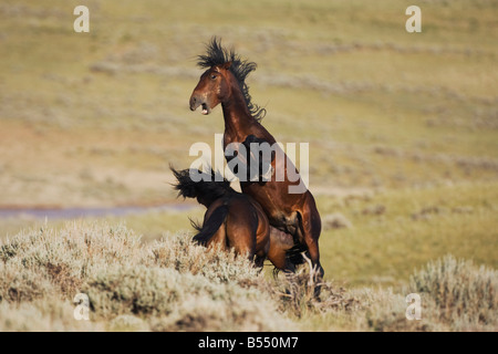 Mustang Pferd Equus Caballus Hengste kämpfen Pryor Wild Horse Bergkette Montana USA Stockfoto