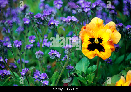 Blumen in einen Bauerngarten mit Viola mit Myosotis Stockfoto