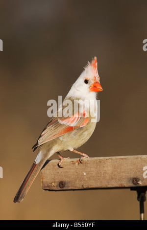 Nördlichen Kardinal Cardinalis Cardinalis Leucistic weibliche gehockt Feeder Bandera Hill Country, Texas USA Stockfoto