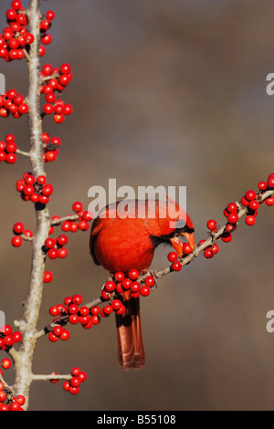 Nördlichen Kardinal Cardinalis Cardinalis männlich Essen Possum Haw Stechpalme Ilex Decidua Beeren Bandera Hill Country, Texas USA Stockfoto