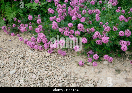 Phuopsis Stylosa Blumen übergreifen eines Gartenweges Stockfoto