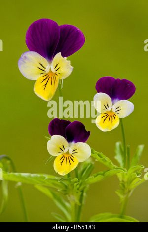 Wilde Stiefmütterchen oder Stiefmütterchen (Viola Tricolor), Nahaufnahme Stockfoto