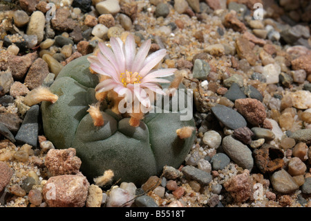 Mescal Peyote (Lophophora Williamsii). Blüte. Für seine Hallugenetic Wirkung gekaut Stockfoto