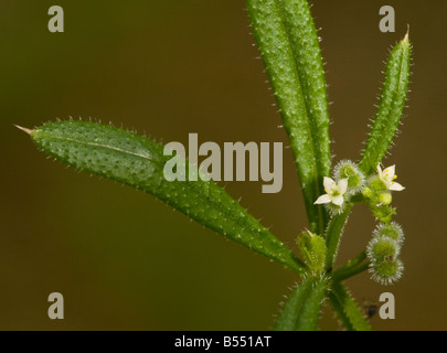 Goose Grass oder Hackmesser (Galium Aparine) mit Blumen und entwickelnden klebriges Obst, close-up Stockfoto