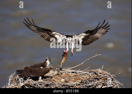 Fischadler Pandion Haliaetus Erwachsene Forelle bringen junge im nest Yellowstone River Yellowstone Nationalpark Wyoming USA Stockfoto