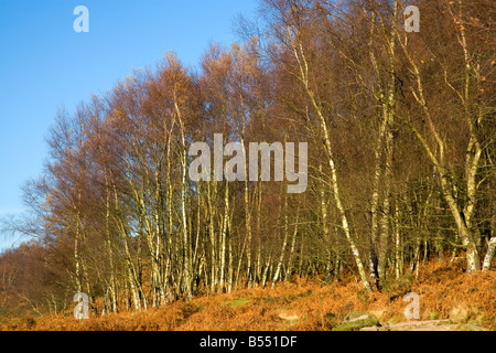 Ansicht von Birken unter birchenfarbig Rand im Peak District in Derbyshire Stockfoto