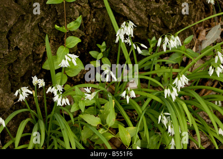 Drei in die Enge getrieben Lauch Allium Triquetrum weithin eingebürgert in Süd West England Andalusien Süd-West-Spanien Stockfoto