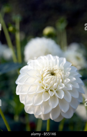 Dahlien Dahlia Hybrida im englischen Garten Derbyshire UK Stockfoto