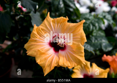 Hibiscus Rosa-Sinensis Malvaceae Stockfoto