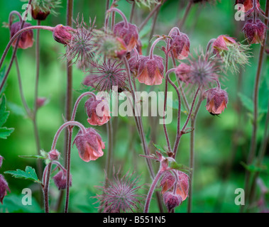 Blumen und Samen Staats-und Wasser Avens Geum rivale Stockfoto