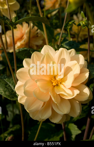 Dahlien Dahlia Hybrida im englischen Garten Derbyshire UK Stockfoto