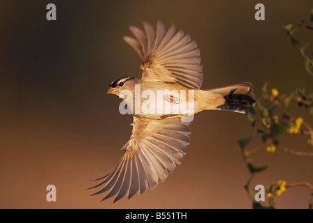 Weiß – Crowned Sparrow Zonotrichia Leucophrys Erwachsenen während des Fluges Sinton Fronleichnam Coastal Bend, Texas USA Stockfoto