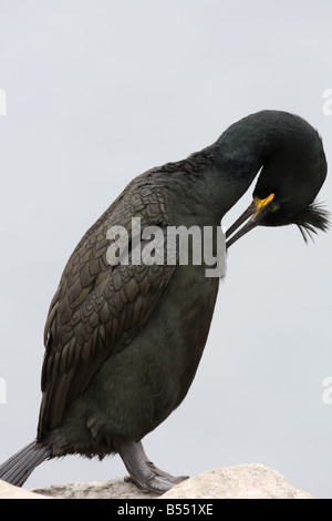 SHAG Phalacrocorax Aristotelis PREENING Seitenansicht CLOSE UP Stockfoto