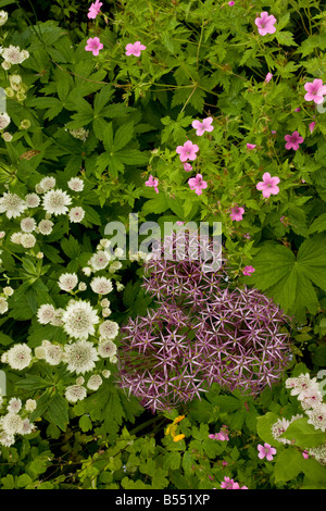 Blumige krautige Grenze im Garden in Gloucs mit Astrantia große Allium Christophii Storchschnabel Stockfoto