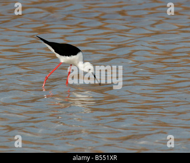 Schwarz geflügelte Stelzenläufer Himantopus Himantopus Fütterung in Salinen bei Pedra da Lume in Kap Verde Insel Sal Stockfoto