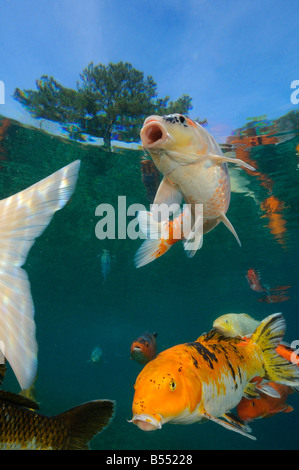 Koi sind Süßwasser Karpfen in Teichen angehoben Stockfoto
