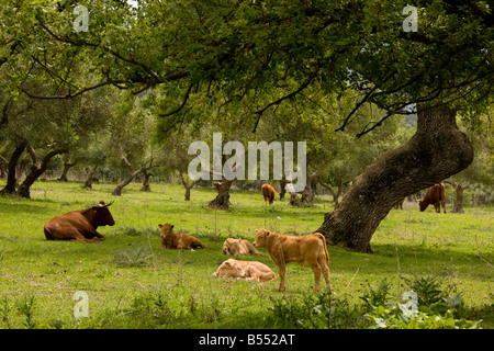 Rot-andalusischen Rinder mit Kälbern Weiden in Steineiche Dehesa in der Nähe von El Bosque Sierra de Grazalema SW-Spanien Stockfoto