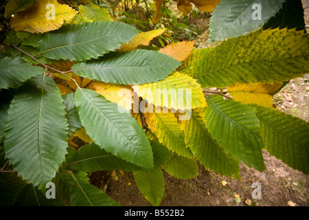 Herbstfarben in den britischen Wäldern des Herbstes Stockfoto