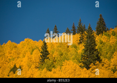 Buntes Herbstlaub in New Mexico und Colorado Stockfoto