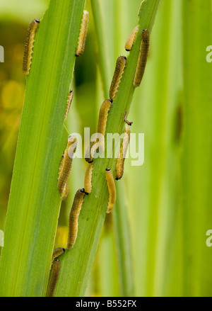 Iris Blattwespen Rhadinoceraea Micans Larven Schädling von wilde und kultivierte Schwertlilien auf gelbe Flagge Iris pseudacorus Stockfoto