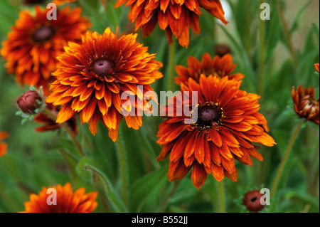 Nahaufnahme von Rudbeckia Hirta Cherokee Sunset Stockfoto