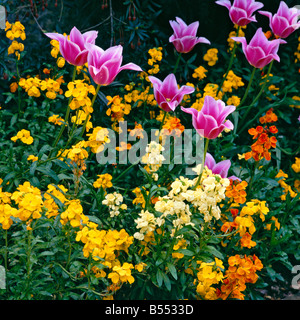 Bunte Grenze der Wegrauke Cheiri mit Tulpen Stockfoto