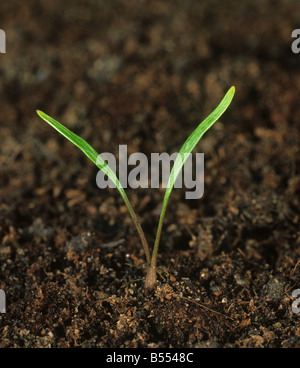 Kuh Petersilie Anthriscus Sylvestris Sämling mit Keimblätter nur Stockfoto