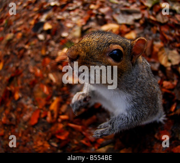 Grauhörnchen, Sciurus Carolinensis Tehidy Woods, Cornwall UK Stockfoto