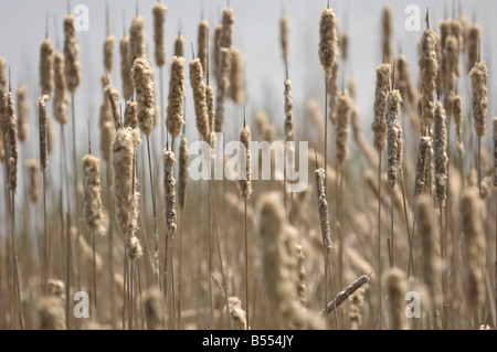 Cat Tail Schilf in einem Sumpf in der Nähe der Blue Ridge Parkway am Gipfel der Otter. Stockfoto