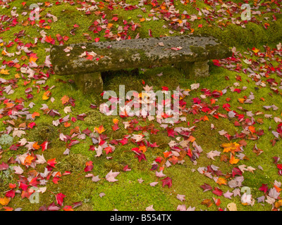 Gartenbank - Thuja Garten, Mount Desert Island, Maine, USA Stockfoto