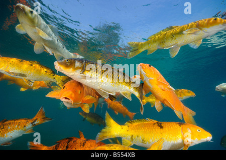Koi sind Süßwasser Karpfen in Teichen angehoben Stockfoto