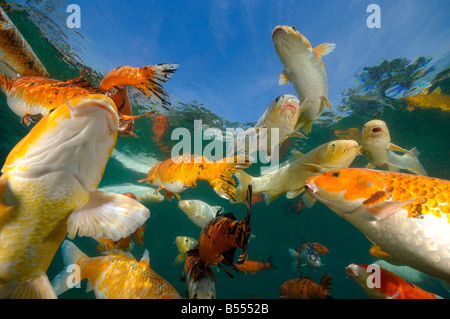 Koi sind Süßwasser Karpfen in Teichen angehoben Stockfoto